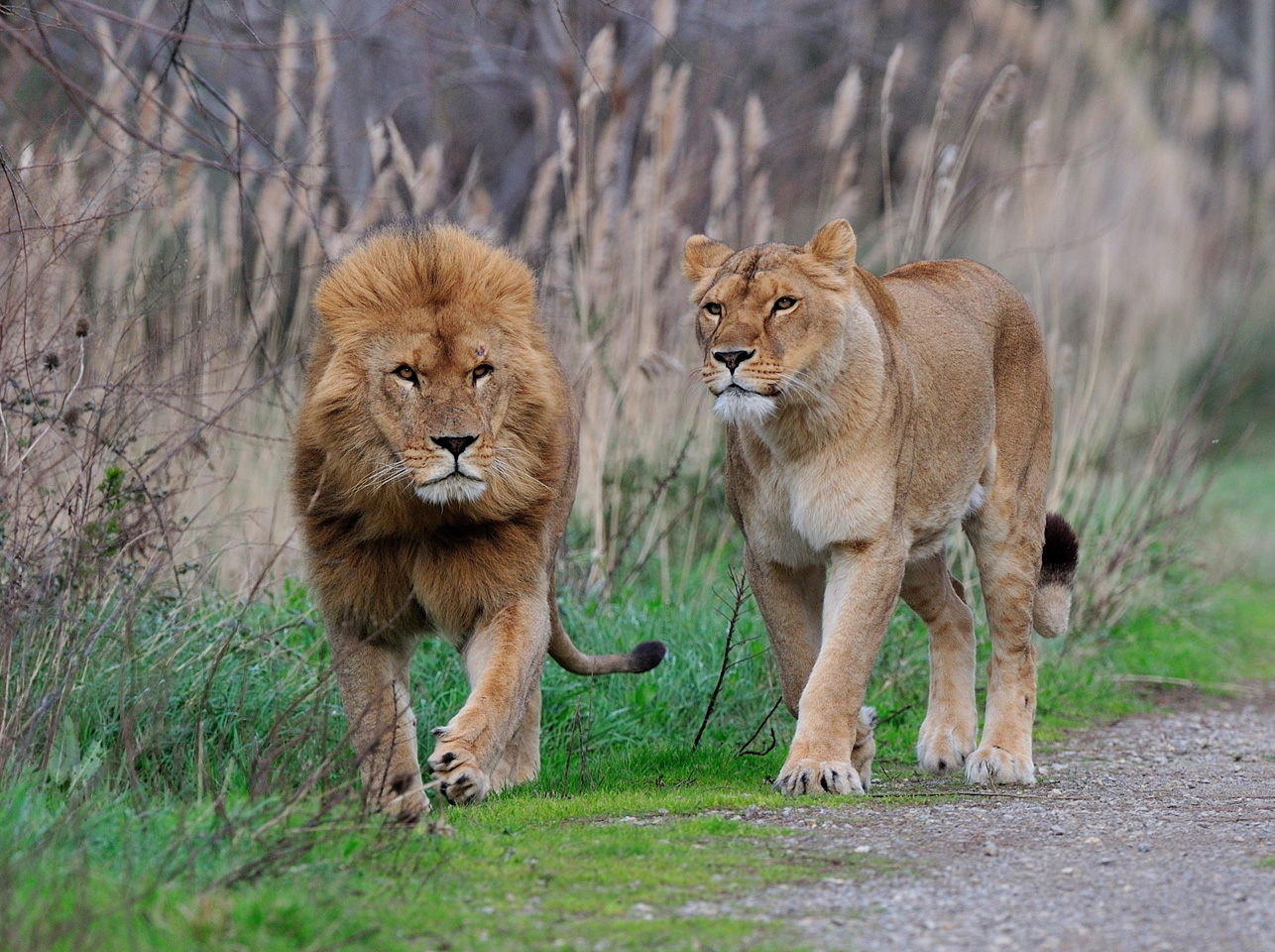 lions-journee-safari
