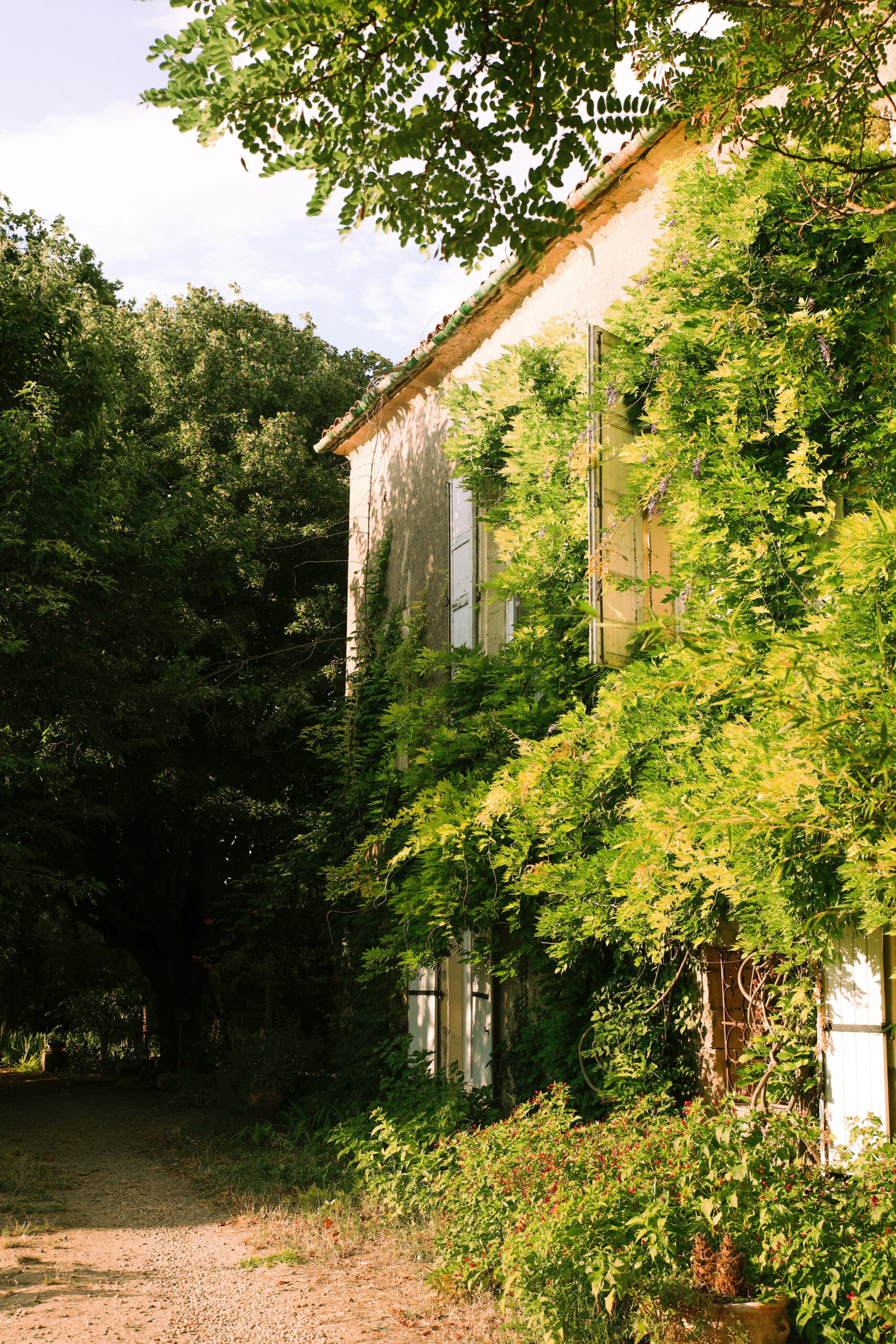 Espaces extérieurs Domaine Sesquier à Mèze