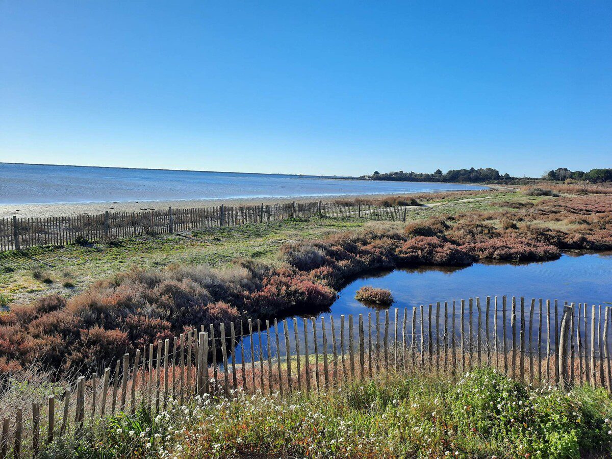 Sentier de la Conque à Mèze, ganivelles et salicornes au bord de l'étang de Thau