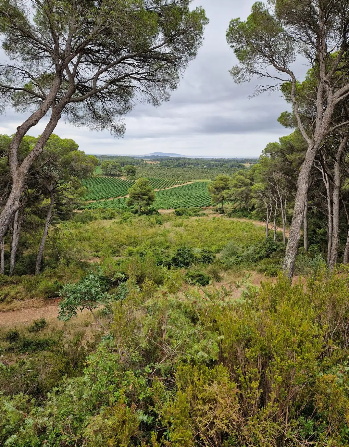 Pins, garrigue et vignes sur les sentiers de Bessilles, avec le mont Saint-Clair à l'horizon