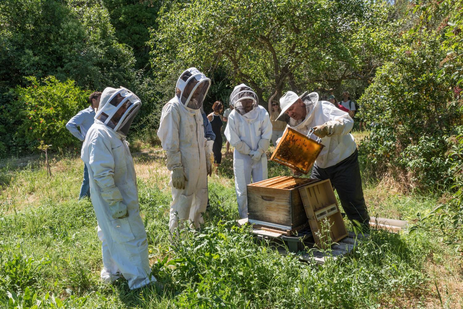 Atelier apiculture en team building au Domaine Sesquier, près de Montpellier